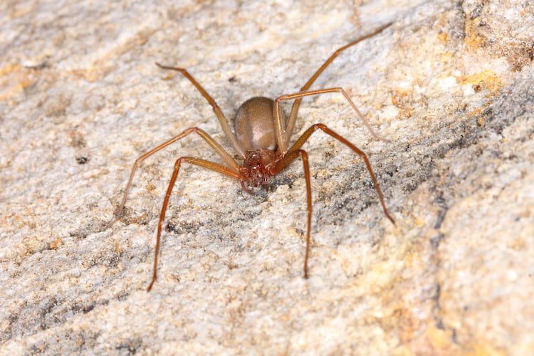 Brown recluse spider risk-area guidance in Missouri
